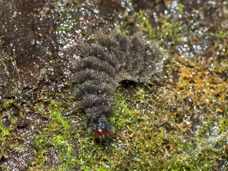 Amata nigricornis (Alpheraky, 1883)